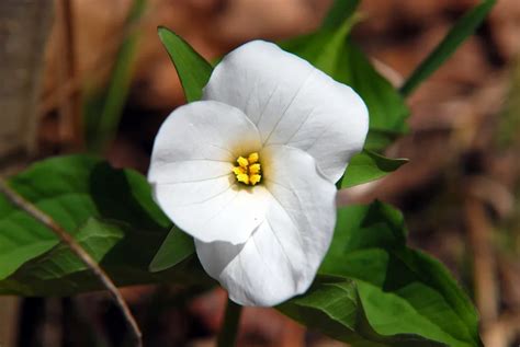 What is Canada's most popular flower?