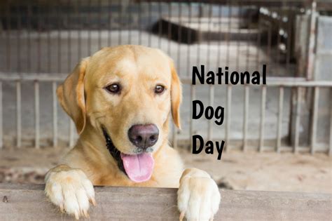 What is Canada's national dog?