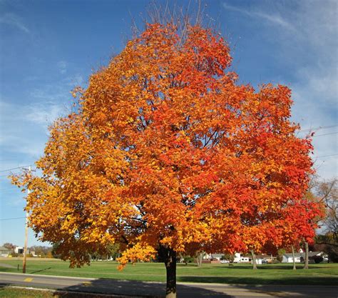 What is Canada's national tree?