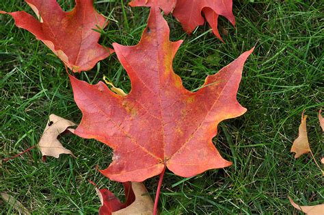 What is Canada national leaf called?