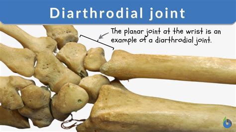 What is Diarthrodial?