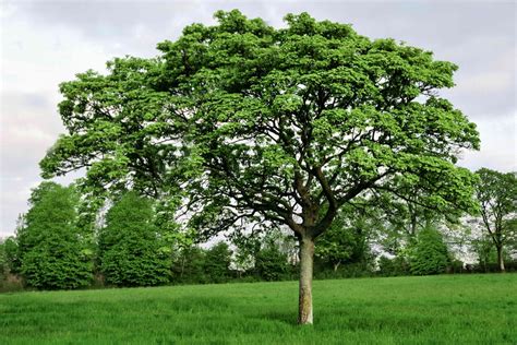 What is English oak called?