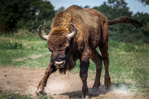 What is Europe's heaviest animal?