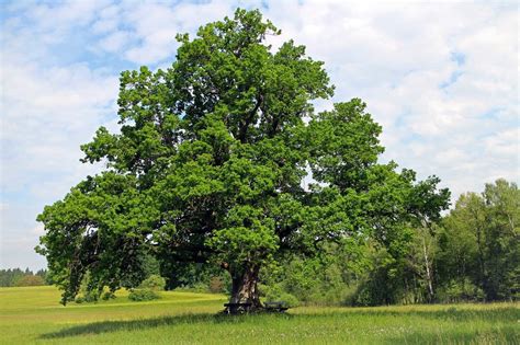 What is Germany's national tree?