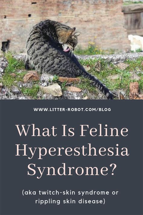 What is Hyperesthesia syndrome?