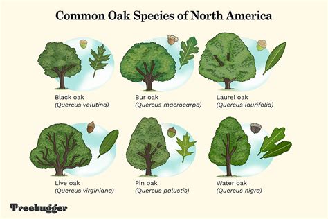 What is Latin for water oak?