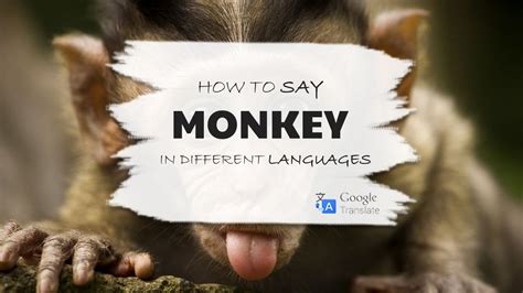 What is Monkey slang for?