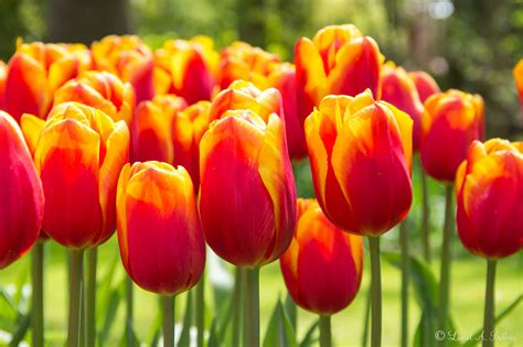 What is Netherland national flower?