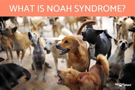 What is Noah's syndrome?