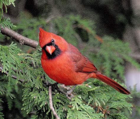 What is Ontario's bird?