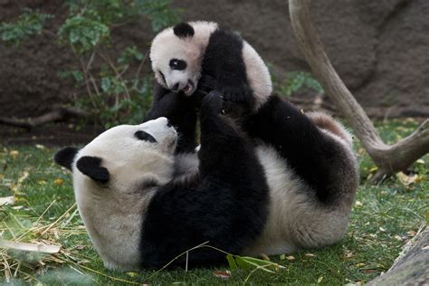 What is Panda parenting?