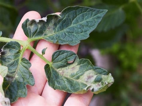 What is Phytophthora disease?