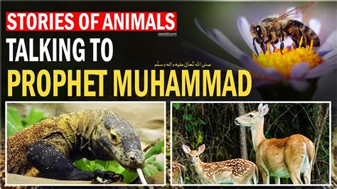 What is Prophet Muhammad Favourite animal?