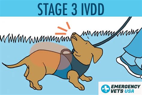 What is Stage 1 IVDD in Dachshunds?