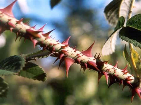 What is Thorns real name?