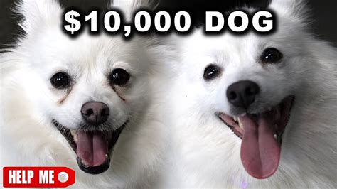 What is a 10000 dog?