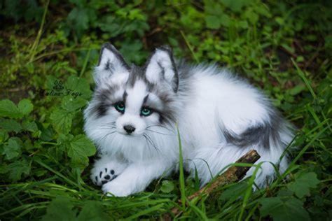 What is a Canadian Marble fox?