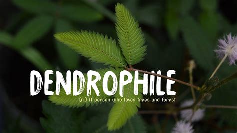 What is a Dendrophile?