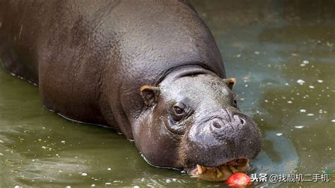 What is a HiPPO in slang?
