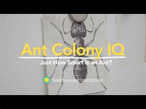 What is a IQ of an ant?