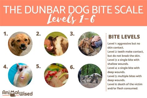 What is a Level 4 dog bite?
