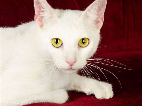 What is a Russian white cat?