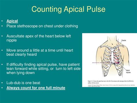 What is a apical pulse?
