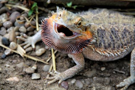 What is a bearded dragons worst enemy?