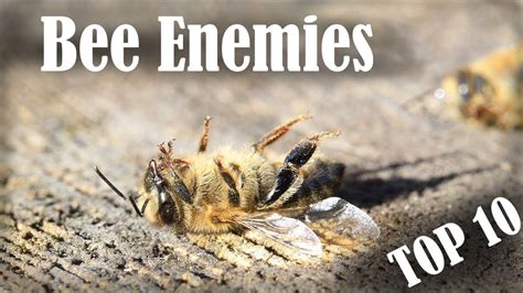 What is a bees greatest enemy?