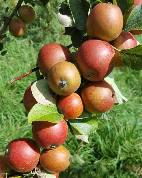 What is a bittersweet apple?