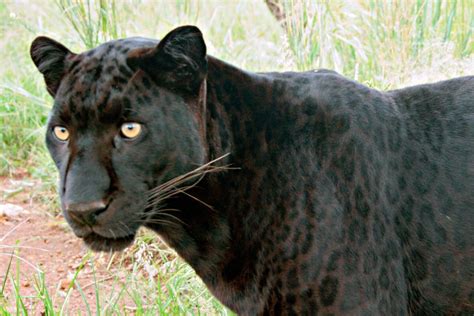 What is a black leopard like cat?