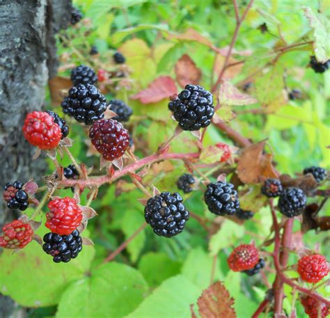 What is a blackberry that looks like a raspberry?