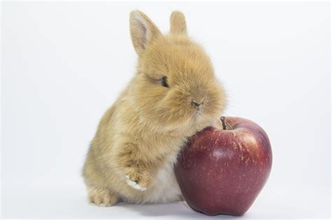 What is a bunny's favorite fruit?