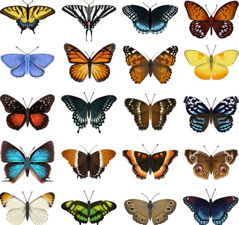 What is a butterfly chart?