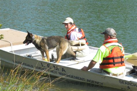 What is a cadaver dog?