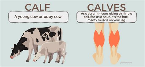 What is a calf slang?