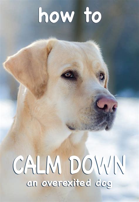 What is a calm surrender with a dog?