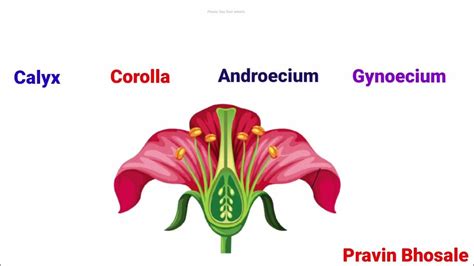 What is a calyx called?