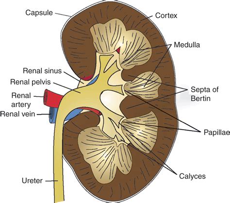 What is a calyx in anatomy?