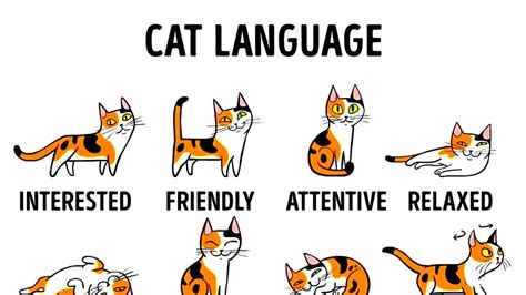 What is a cat's lover language?
