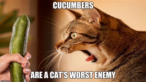 What is a cat's worst enemy?