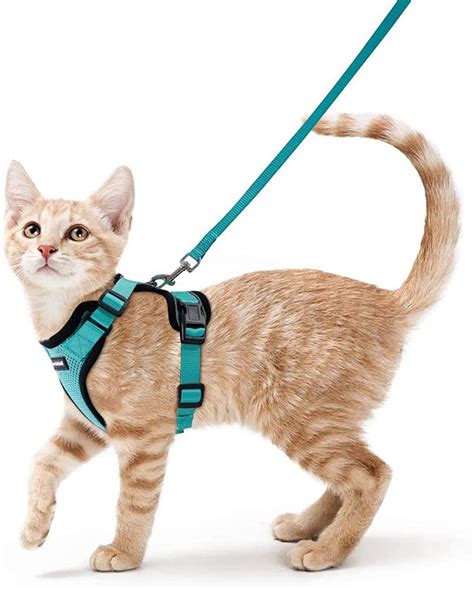What is a cat harness?