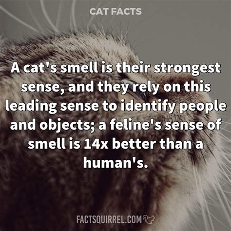 What is a cats strongest sense?