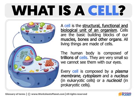 What is a cell long definition?