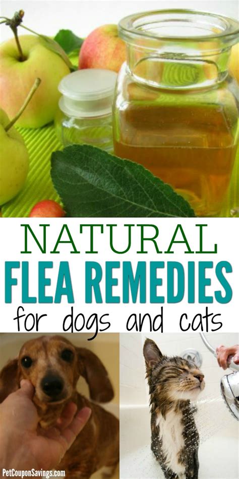 What is a cheap remedy for fleas?