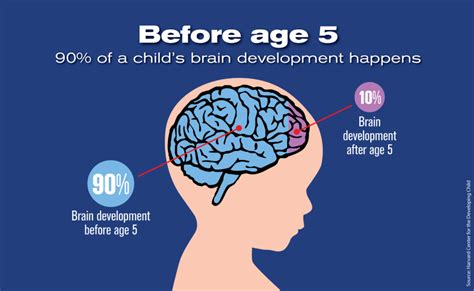 What is a child's brain like at 2 years old?