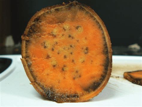 What is a chilling injury in sweet potatoes?