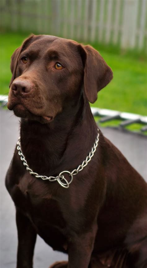 What is a chocolate English lab?