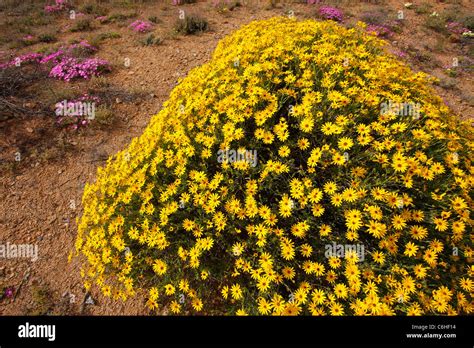 What is a clump of flowers called?