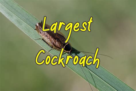 What is a cockroaches biggest weakness?